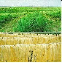 SISAL