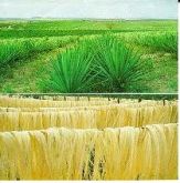 SISAL